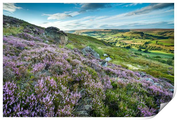 Heather on the North York Moors, Rosedale Abbey Print by Martin Williams