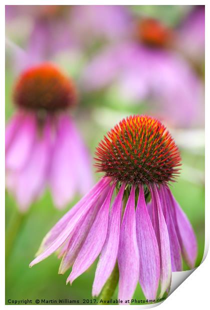 Echinacea cone flower Print by Martin Williams