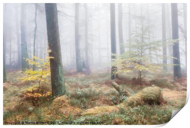 Misty Wood - Hiding from Mum Print by Martin Williams
