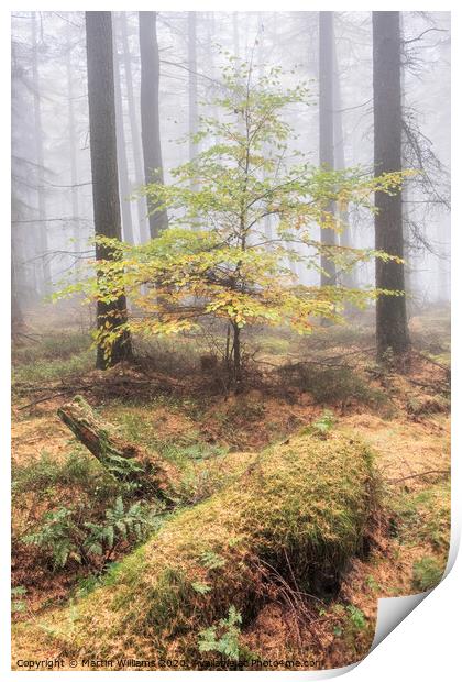 Misty Tree Print by Martin Williams