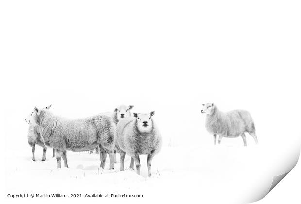 Sheep on the North York Moors in snow. Print by Martin Williams