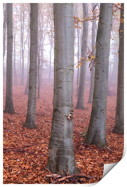 Misty Yorkshire autumn wood Print by Martin Williams