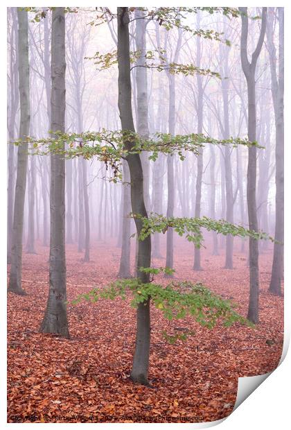 Misty wood tree Print by Martin Williams