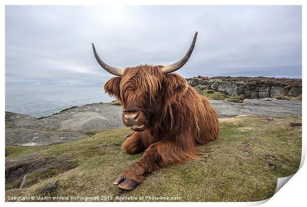Highland Cow Chilling Out Print by mhfore Photography