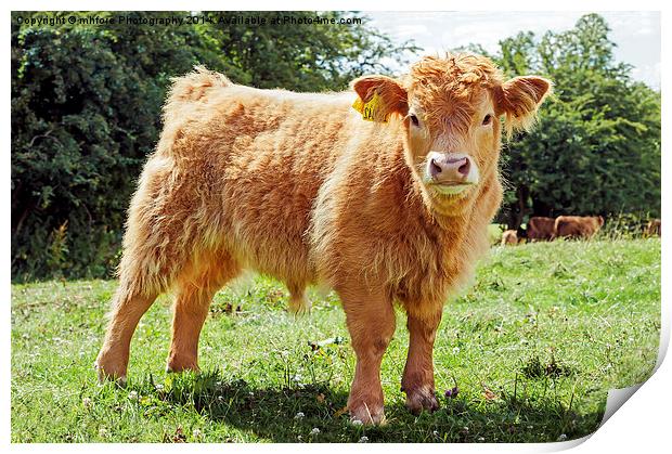 Highland Cow, The Inquisitive Calf Print by mhfore Photography