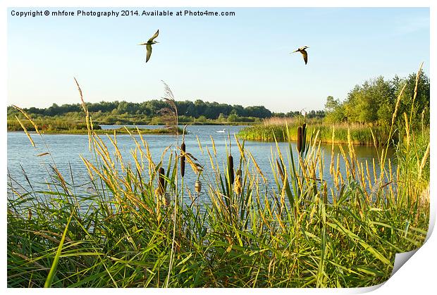 An English Golden Hour Print by mhfore Photography