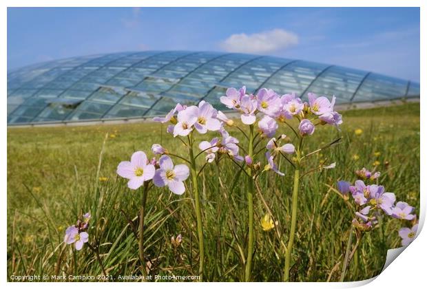 Spring Meadow Flowers at the National Botanic Garden of Wales 2 Print by Mark Campion