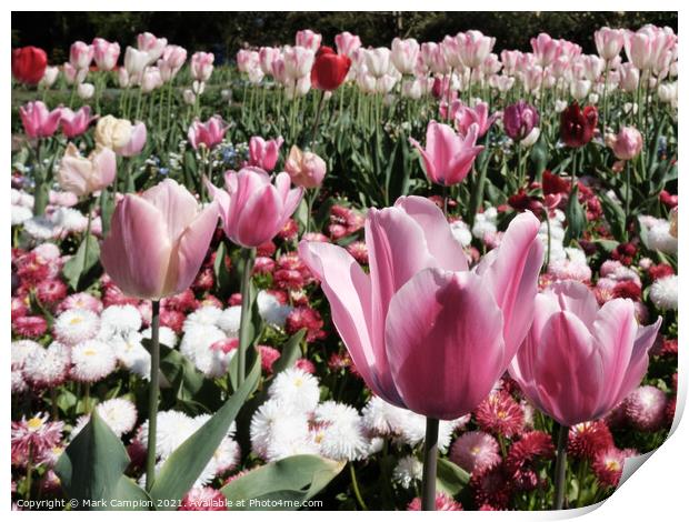 Pink Tulips Print by Mark Campion