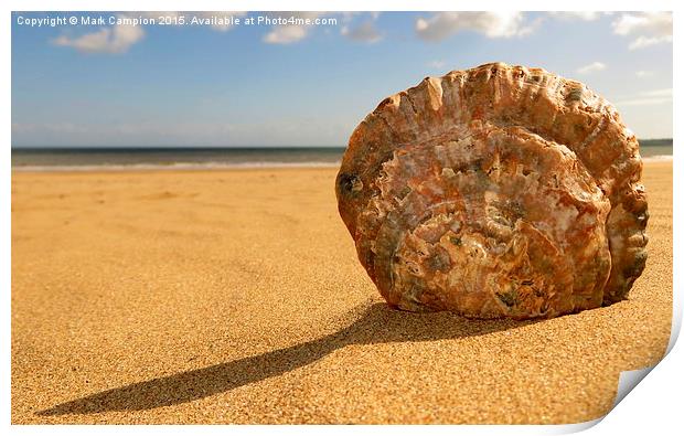 Swansea Oyster Shell Print by Mark Campion