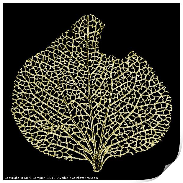 Skeleton Leaf Print by Mark Campion