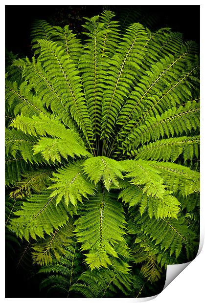 Giant green fern Print by Mark Llewellyn