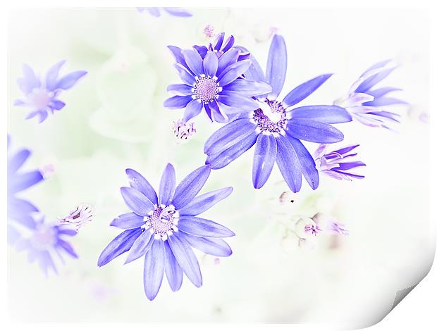 Faded blue flowers Print by Mark Llewellyn