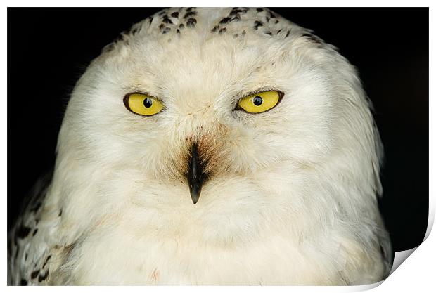 Snowy Owl Print by Mark Llewellyn