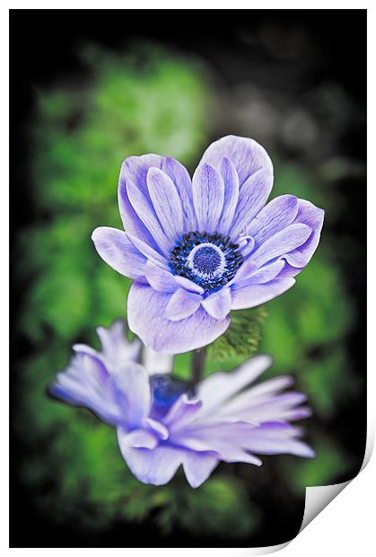 Blue Flower Print by Mark Llewellyn