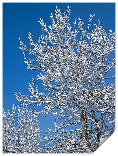 Snow Tree Print by Mark Llewellyn