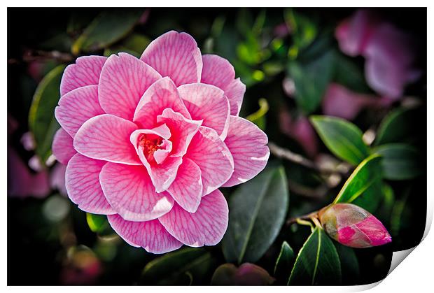 Pink Camellia Print by Mark Llewellyn