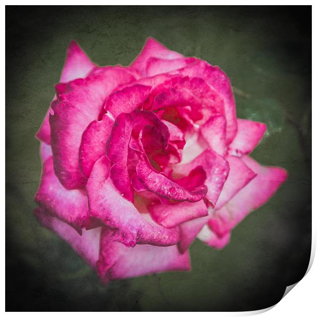 Red Rose Print by Mark Llewellyn