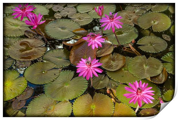 Water Lilies Print by Mark Llewellyn