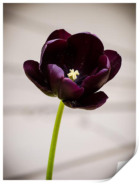 Black Tulip (Tulipa Gesneriana) Print by Mark Llewellyn
