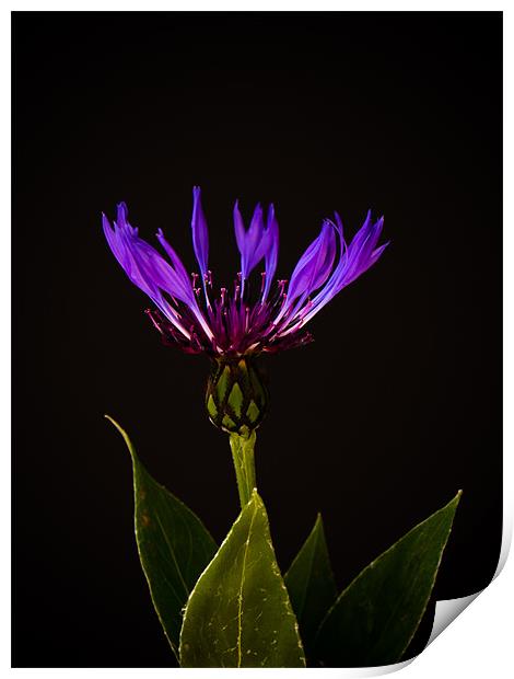 Blue Cornflower Print by Mark Llewellyn