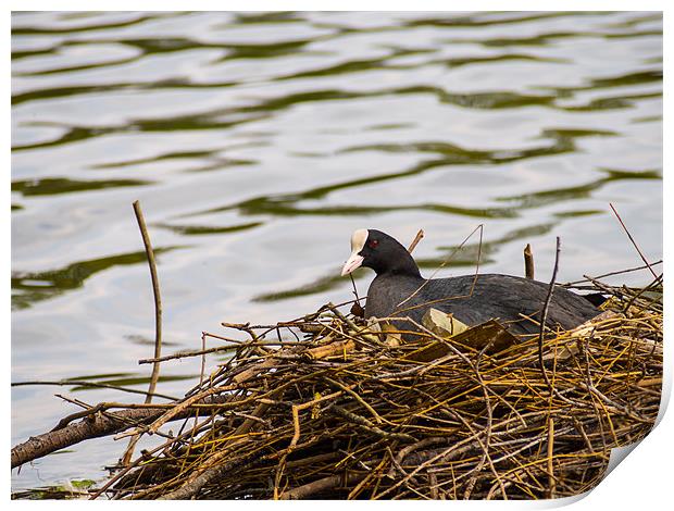 Coot on its Nest Print by Mark Llewellyn