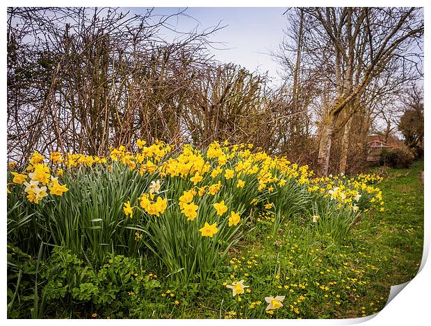 Yellow Daffodils Print by Mark Llewellyn