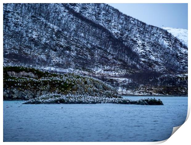 Seabird Island, Lofoten, Norway Print by Mark Llewellyn