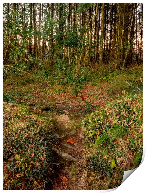 Badger Woods, Pembrokeshire, Wales, UK Print by Mark Llewellyn