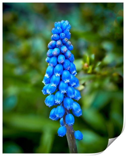 Grape Hyacinth Print by Mark Llewellyn