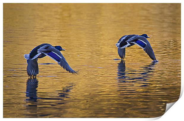 Mallards in flight over lake Print by Simon West
