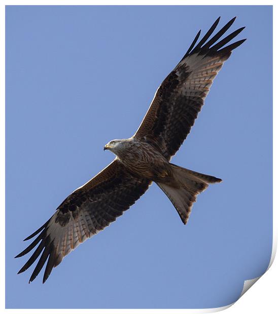 Red Kite in flight Print by Simon West