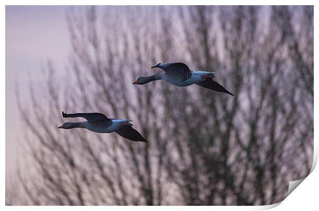 Greylag Geese Print by Simon West