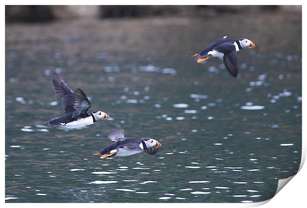 Puffins in Flight Print by Simon West