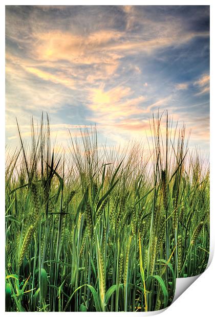 Cornfield after sunset Print by Simon West