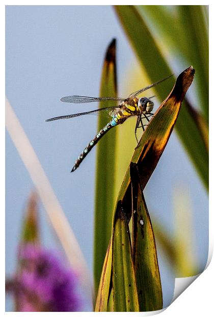 Dragonfly Print by Simon West
