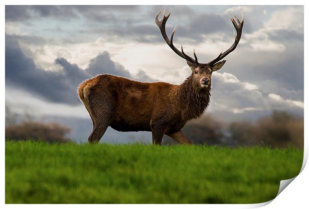 Red Stag Print by Simon West