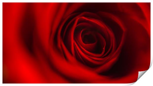 Red Rose Petals Print by Simon West