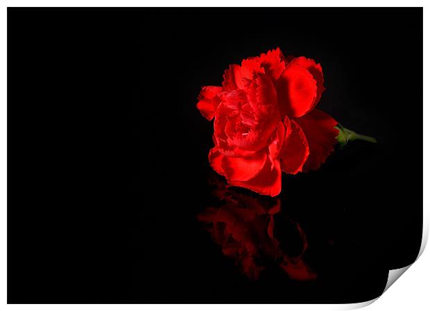 Red Carnation Print by nick woodrow