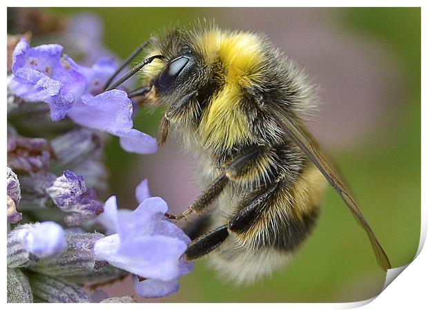 Honey Bee Print by nick woodrow