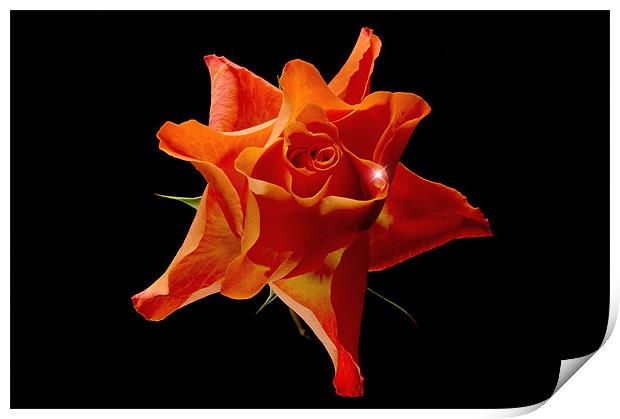 Orange Rose Print by nick woodrow