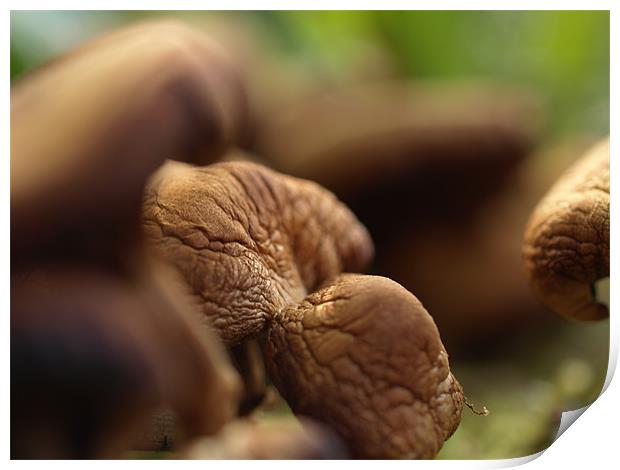 Mushrooms Print by Pawel Juszczyk