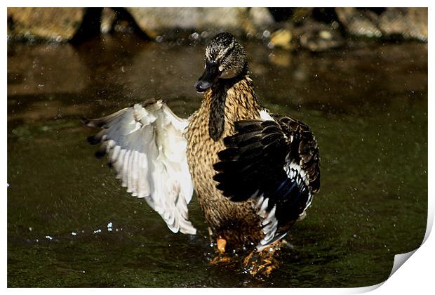 bathing duck Print by darren  carter