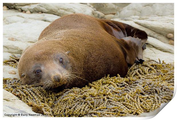 A Bed of Sea Weed Print by Barry Newman