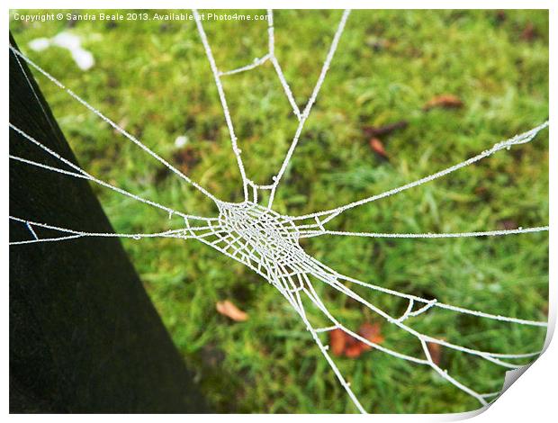 Natures Jewel: An ice covered cobweb Print by Sandra Beale