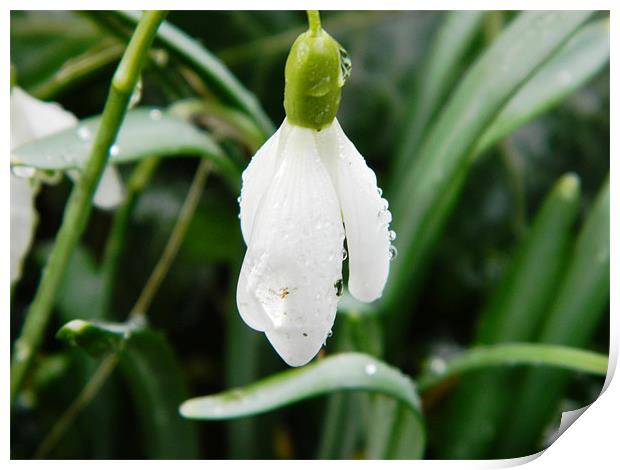 snowdrop covered with waterdrops, Herts Print by Sandra Beale