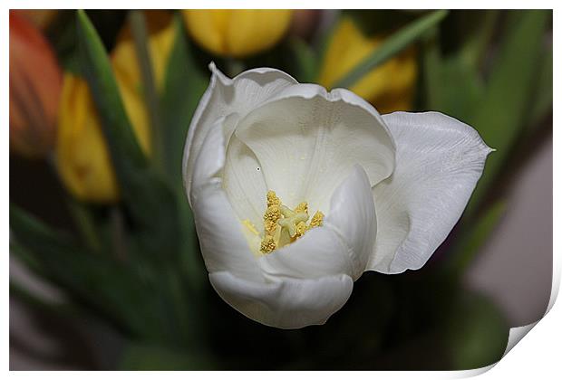 White Tulip in Bloom Print by Sandra Beale