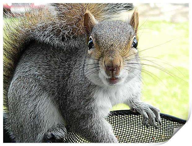 Squirrel in bird feeder Print by Sandra Beale