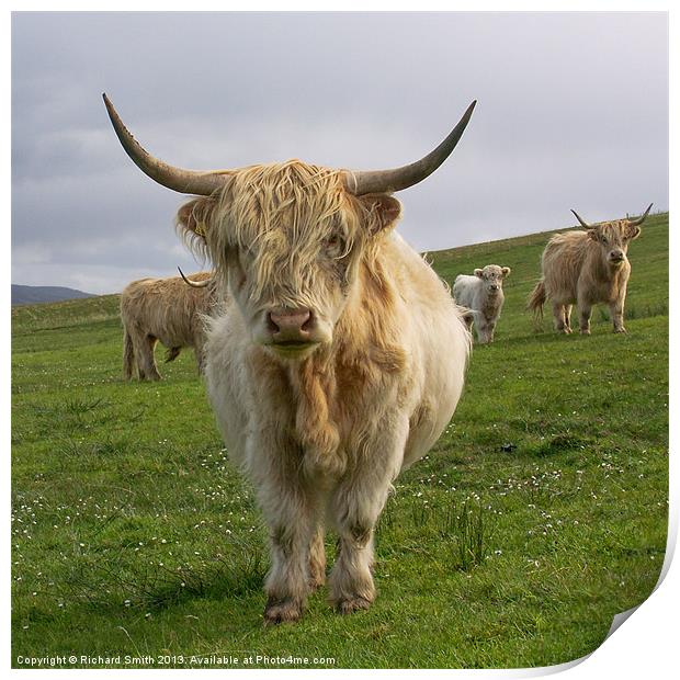 Blonde Highland Cow Print by Richard Smith