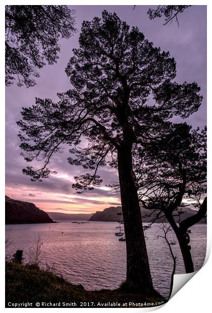 Scots pine in the early morning. Print by Richard Smith
