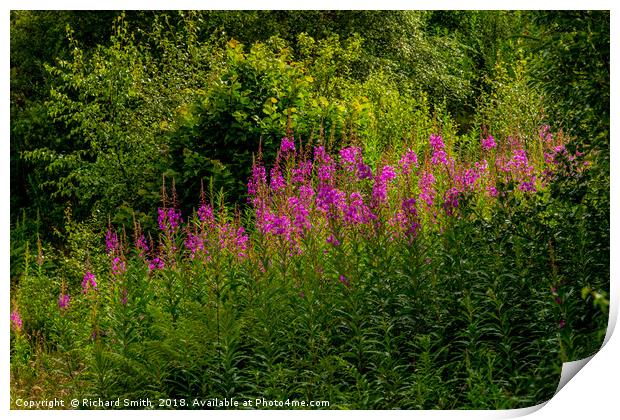 Rosebay Willowherb Print by Richard Smith